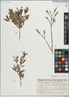 Foto von Salix myrsinifolia Salisb. x Salix repens L.